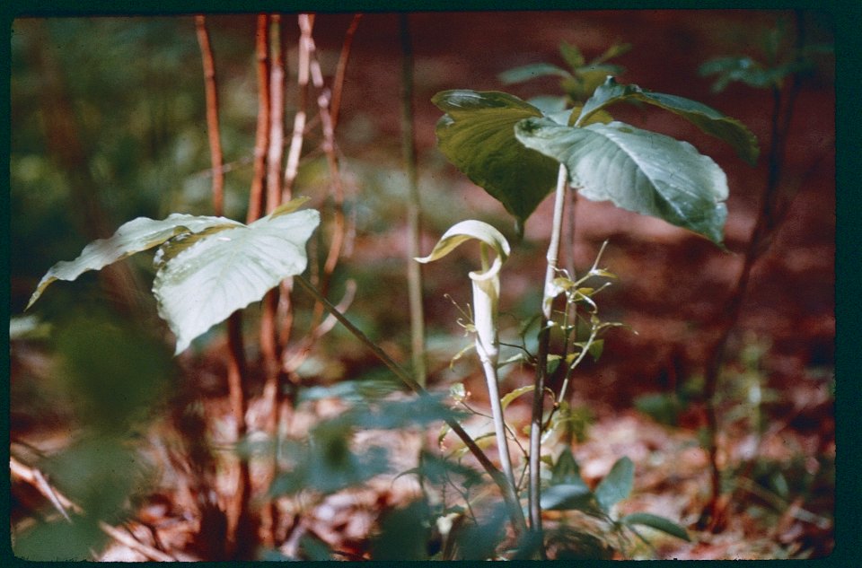 Nature Jack in the Pulpit -1970